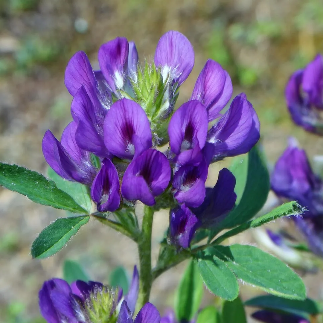 Alfalfa